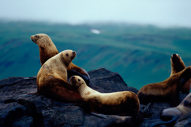 Tới Alaska, du kh&aacute;ch cũng cơ hội kh&aacute;m ph&aacute; những con hải cẩu hoang d&atilde;.