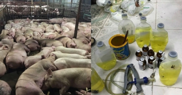 Bản tin Pháp luật Plus: Lỗ hổng quản lý từ câu chuyện gần 4.000 con heo bị tiêm thuốc an thần