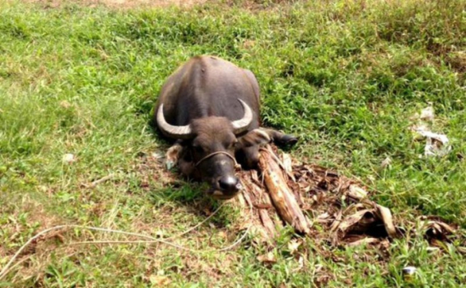 Một con tr&acirc;u của gia đ&igrave;nh anh H. bị kẻ xấu cắt đứt g&acirc;n ch&acirc;n.