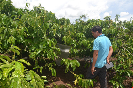 Khu vực rẫy nơi xảy ra vụ việc. (Ảnh: Zing.vn)