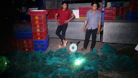 Số rắn được ph&aacute;t hiện. Ảnh CAND