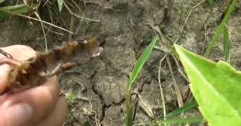 Đoán hang bắt rết ở miền Tây