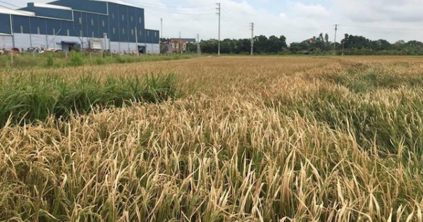 Bắc Giang: Công ty Thạch Bàn đốt lò làm chết lúa phải bồi thường cho dân