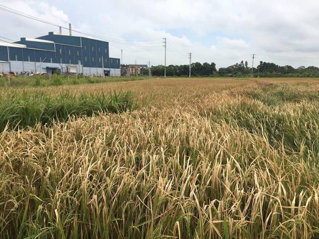 Diện t&iacute;ch l&uacute;a cạnh nh&agrave; m&aacute;y của C&ocirc;ng ty Thạch B&agrave;n tại Bắc Giang.