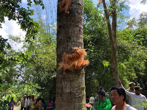 Một th&acirc;n dừa tại hiện trường bị x&eacute; n&aacute;t sau vụ nổ. (Ảnh: Gia B&aacute;ch)