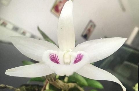 Gốc lan đột biến 17 tỷ: Thổi giá chiêu trò của giới đầu cơ lan