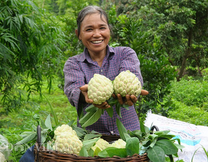 Năm nay na vừa được m&ugrave;a, vừa được gi&aacute; n&ecirc;n người d&acirc;n nơi đ&acirc;y v&ocirc; c&ugrave;ng phấn khởi.