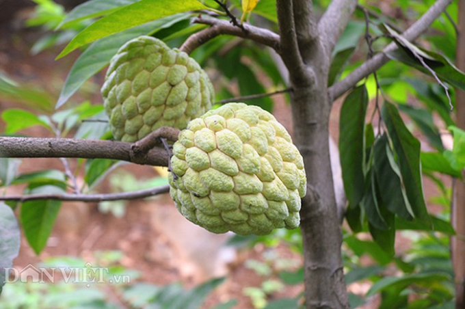 C&acirc;y na đ&atilde; gi&uacute;p cuộc sống người d&acirc;n dưới ch&acirc;n n&uacute;i đ&aacute; Cai Kinh c&oacute; cuộc sống đầy đủ v&agrave; khấm kh&aacute; hơn.