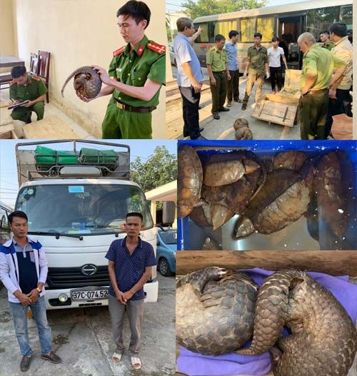 Cơ quan chức năng bắt giữ xe vận chuyển tr&aacute;i ph&eacute;p động vật hoang d&atilde;.