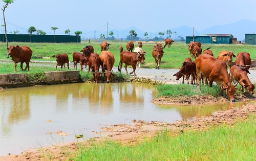 Hà Nội sẽ thu hồi hàng loạt dự án xây dựng