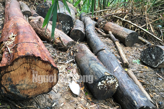 Ph&oacute; Thủ tướng chỉ đạo điều tra l&agrave;m r&otilde; vụ ph&aacute; rừng ở L&acirc;m Đồng