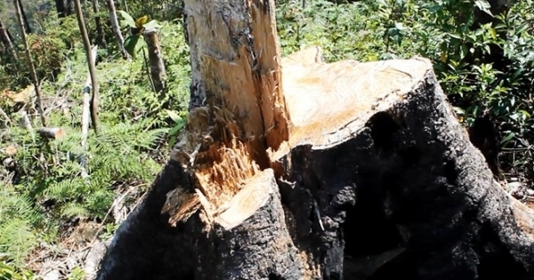 Yêu cầu Chủ tịch Lâm Đồng kiểm tra, làm rõ các vụ phá rừng trên địa bàn