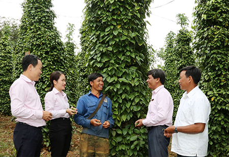 Vườn ti&ecirc;u &aacute;p dụng phương ph&aacute;p th&acirc;m canh mới cho năng suất vượt trội của vợ chồng anh Điểu New. Ảnh: Đức Ki&ecirc;n