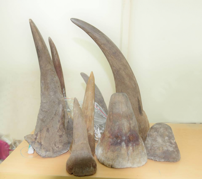 Một số sừng t&ecirc; gi&aacute;c bị bắt giữ.