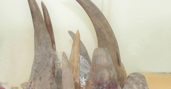 Bắt giữ số lượng lớn sừng tê giác vận chuyển từ Nam Phi về Việt Nam