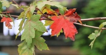 Phong lá đỏ chuyển màu đỏ rực tạo thêm điểm nhấn lãng mạn cho đường phố Thủ đô