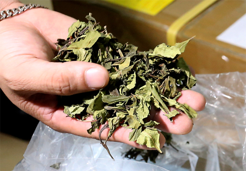 Người d&ugrave;ng l&aacute; khat kh&oacute; cai nghiện hơn nhiều loại ma t&uacute;y kh&aacute;c v&agrave; khả năng dẫn đến tử vong rất cao.