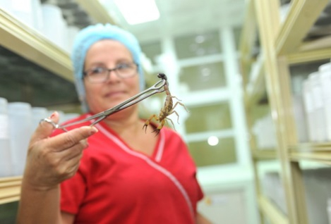 Nọc bọ cạp xanh Rhopalurus junceus