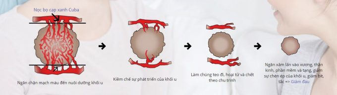 Cơ chế giảm đau tự nhi&ecirc;n của nọc bọ cạp xanh Cuba