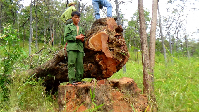 Những gốc Hương cổ thụ bị&nbsp;đốn hạ.