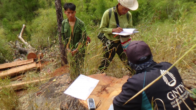 X&oacute;t xa cho nước mắt của rừng Yor&nbsp;Đ&ocirc;n.