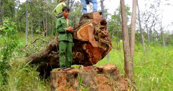 Đắk Lắk: Vào vườn quốc gia khai thác gỗ Hương trái phép, 15 đối tượng bị truy tố