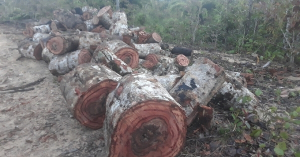 Đắk Lắk: Đốt gỗ tang vật và kiểm lâm, đốt luôn cả mình