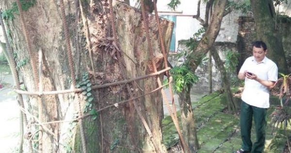 Tại sao cây sưa trăm tỷ ở Hà Nội chưa bán nổi?