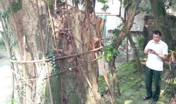 Tại sao c&acirc;y sưa trăm tỷ ở H&agrave; Nội chưa b&aacute;n nổi?