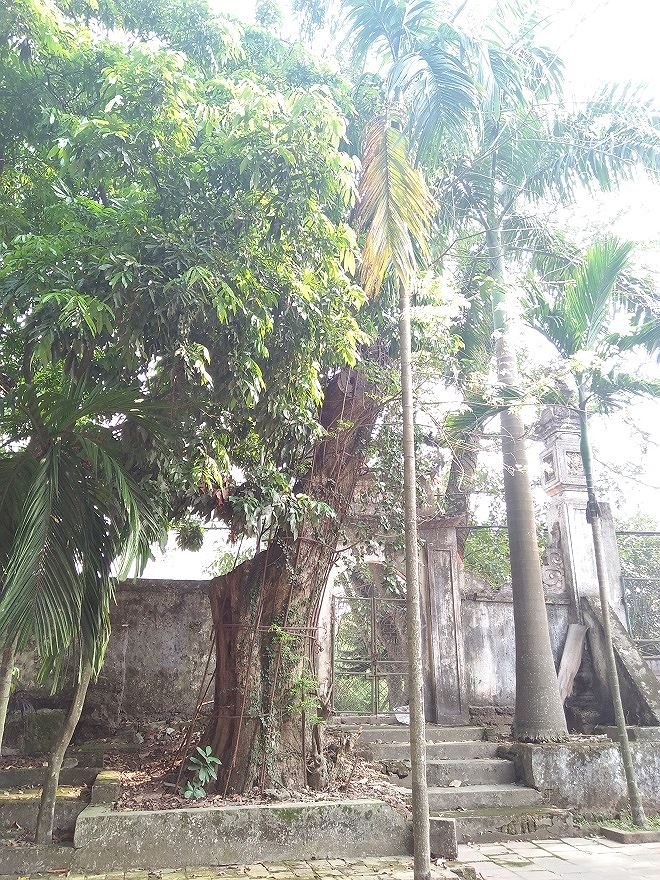 C&acirc;y sưa c&oacute; gi&aacute; trăm tỷ trong khu&ocirc;n vi&ecirc;n ch&ugrave;a l&agrave;ng Phụ Ch&iacute;nh.