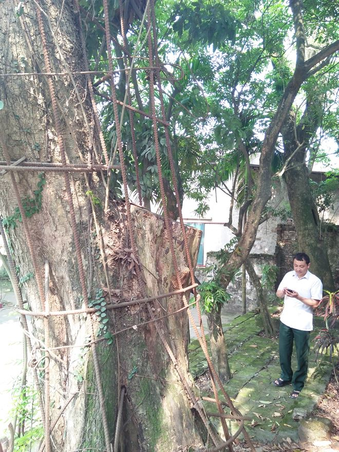 Tại sao c&acirc;y sưa trăm tỷ ở H&agrave; Nội chưa b&aacute;n nổi?