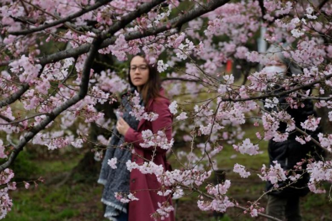 Thời tiết kh&aacute;c thường, hoa anh đ&agrave;o Nhật nở sớm