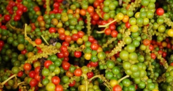 Nhu cầu xuất khẩu tiếp tục kéo giá tiêu tăng