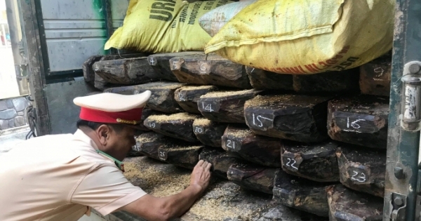 Thừa Thiên Huế: Tạm giữ xe ô tô chở khối lượng lớn gỗ quý không rõ nguồn gốc