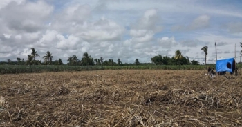 Thảm sát trên nông trường trồng mía, nhiều người chết