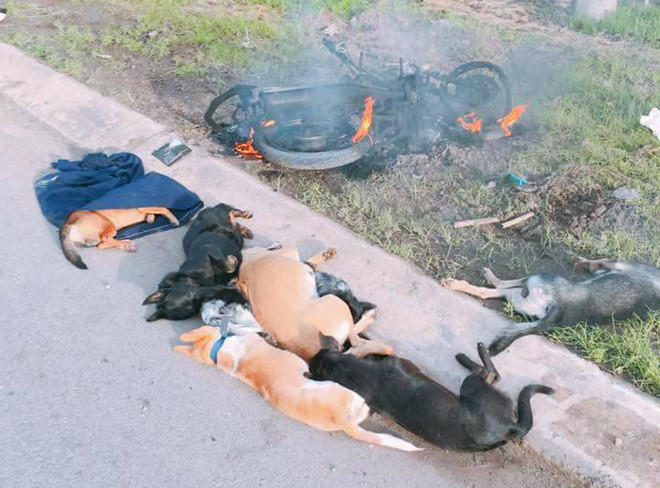 2 thanh ni&ecirc;n đi trộm ch&oacute; bị đ&aacute;nh thương vong. ảnh minh họa