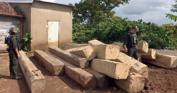 Đắk Lắk: Kho gỗ khủng của ông trùm Tiệp "dổi" bị khám xét