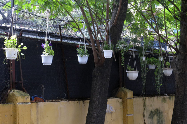 C&aacute;c chậu hoa treo cả l&ecirc;n c&acirc;y trong ng&otilde; 250 Khương Trung.