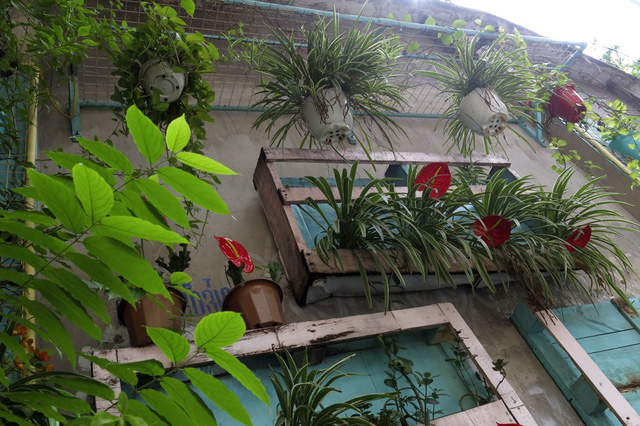 Những vườn treo nhỏ xinh, m&aacute;t mắt dọc ng&otilde; phố H&agrave; Nội