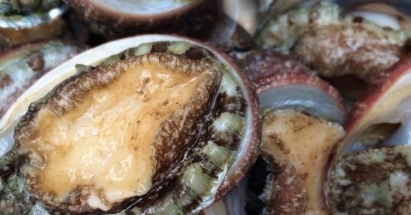 Thợ lặn châu Phi bắt trộm bào ngư cho… người giàu Trung Quốc