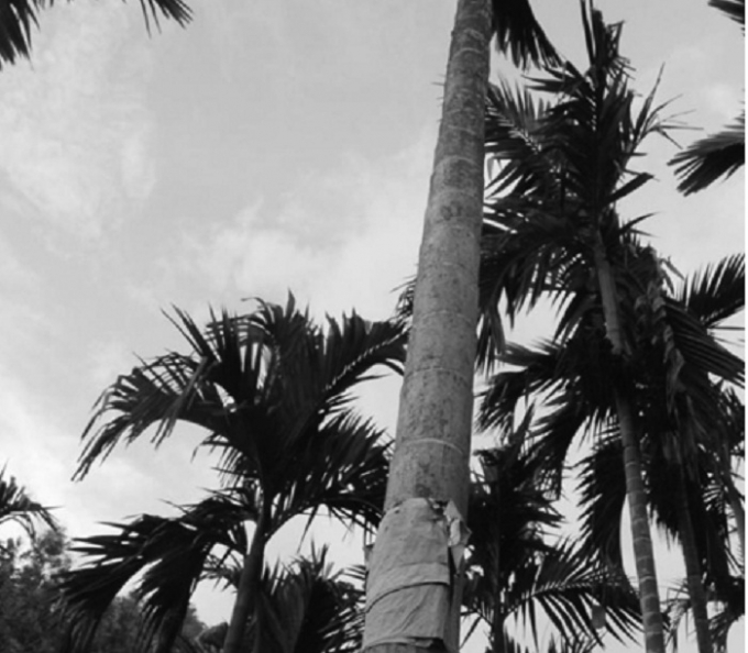 Người trồng cau d&aacute;n &ldquo;b&ugrave;a&rdquo; để chống &ldquo;cau tặc&rdquo;.