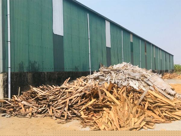 Kho để nguyên liệu 1.700m2 đang được cho thuê… chứa mùn cưa. Ảnh: Trần Quý