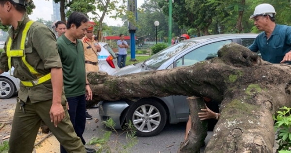 Hà Nội: Cây lớn bất ngờ bật gốc đè bẹp đầu xe ô tô, nhiều người phát hoảng