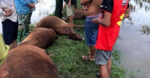 Sét đánh khiến một người nguy kịch, 6 con bò chết trên cánh đồng