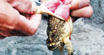 Đắk Lắk: 3 người nhập viện vì ăn thịt cóc