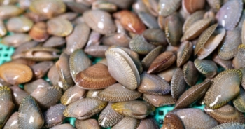 Trung Quốc mở cửa xuất khẩu cho ngao, nghêu Việt Nam