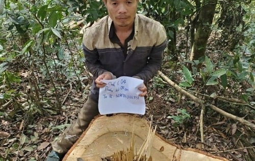 Lâm Đồng: Khởi tố đối tượng trong vụ cưa hạ gần 10 cây gỗ lớn