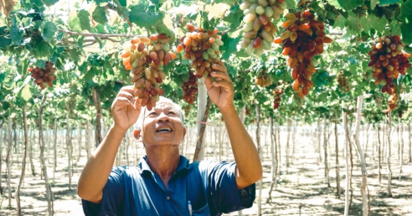 Nhiều hoạt động hấp dẫn trong “Ngày Văn hóa, Du lịch Ninh Thuận” tại Hà Nội