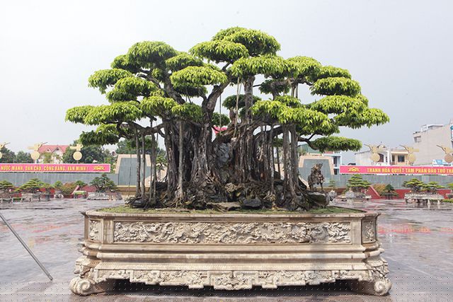 Cây Nham thạch bách niên trả giá 460 tỷ đồng không bán (ảnh: Dân Việt)