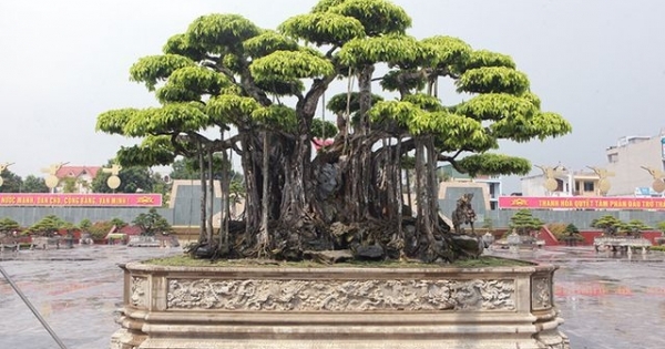 Mạnh tay chi tới 460 tỷ đồng, khách Nhật vẫn không mua nổi "siêu cây"